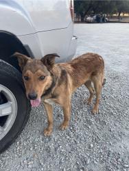 Found/Stray Male Dog last seen Monterey Rd, San Jose, CA 95138