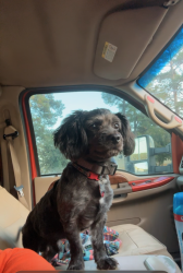 Reunited Male Dog last seen I-95 North, I-95,  23867