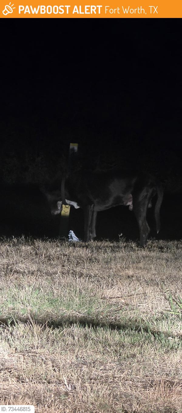 Found/Stray Unknown Dog last seen Right behind Peak restaurant Fortworth., Fort Worth, TX 76131