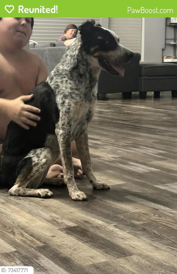 Reunited Male Dog last seen On recker road right outside of Holliday farms, Gilbert, AZ 85234