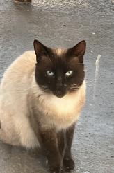 Found/Stray Unknown Cat last seen Harriet rd and lurline, Victoria, BC V8Z 3S4