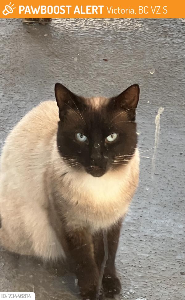 Found/Stray Unknown Cat last seen Harriet rd and lurline, Victoria, BC V8Z 3S4