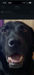 Reunited Male Dog last seen Siskin and Colorado, Highlands Ranch, CO 80126