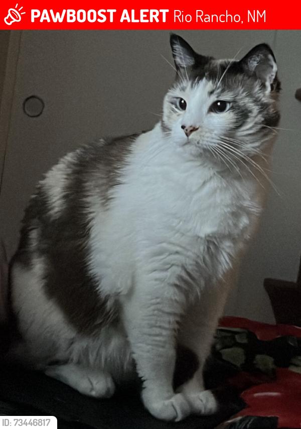 Lost Female Cat last seen Near loops, Rio Rancho, NM 87124