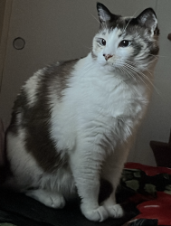 Lost Female Cat last seen Near loops, Rio Rancho, NM 87124