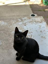 Reunited Female Cat last seen Mesaba Dr & Hawthorne Blvd, Rancho Palos Verdes, CA 90275