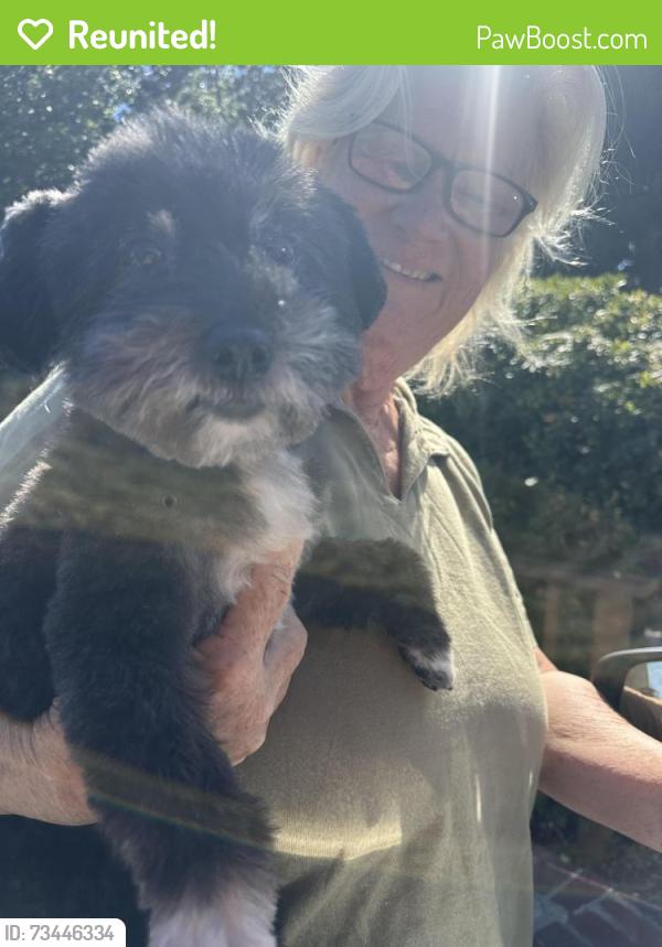 Reunited Male Dog last seen Notre dame, Belmont, CA 94002