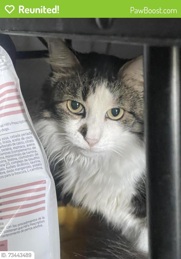 Reunited Male Cat last seen Parmalee and 133rd, Compton, CA 90222