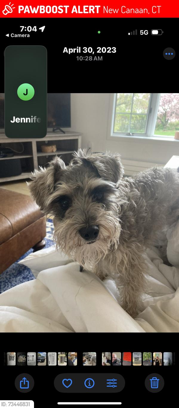 Lost Female Dog last seen Husted Lane New Canaan, New Canaan, CT 06840