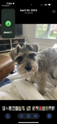 Lost Female Dog last seen Husted Lane New Canaan, New Canaan, CT 06840