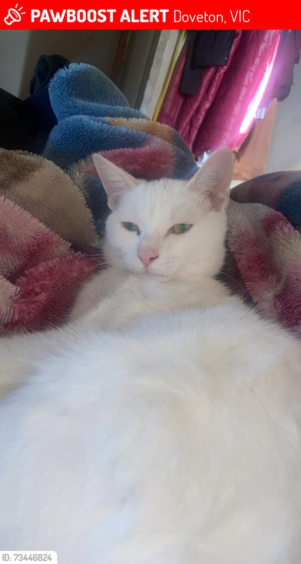 Lost Male Cat last seen Kids road round about, Doveton, VIC 3177