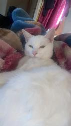 Lost Male Cat last seen Kids road round about, Doveton, VIC 3177