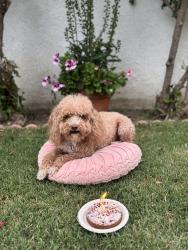 Reunited Female Dog last seen Lakewood and hardwick, Lakewood, CA 90712