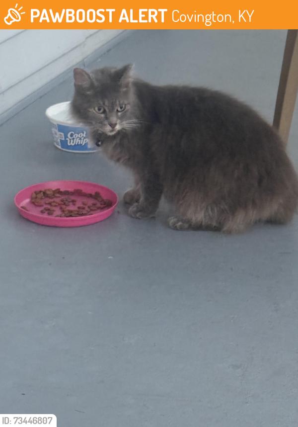 Found/Stray Unknown Cat last seen Mother of God Cemetery, Covington, KY 41015