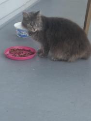 Found/Stray Unknown Cat last seen Mother of God Cemetery, Covington, KY 41015