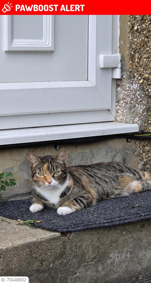Lost Female Cat last seen Near Park road, Greater London, England NW4 3PA