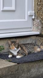 Lost Female Cat last seen Near Park road, Greater London, England NW4 3PA