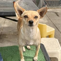 Shelter Stray Female Dog last seen Near 82nd ave, Oakland,, 1101 29th Ave, Oakland, CA 94601, USA