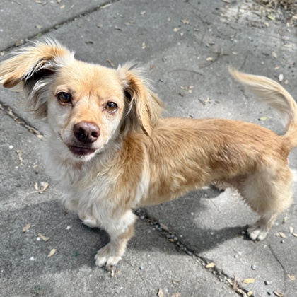 Shelter Stray Male Dog last seen Near 82nd ave, Oakland,, 1101 29th Ave, Oakland, CA 94601, USA