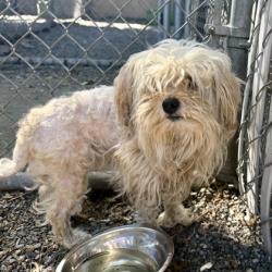 Shelter Stray Male Dog last seen Near 62nd Ave, Oakland, CA, 1101 29th Ave, Oakland, CA 94601, USA