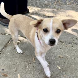 Shelter Stray Female Dog last seen 91st Ave and International Blvd, Oakland,, 1101 29th Ave, Oakland, CA 94601, USA