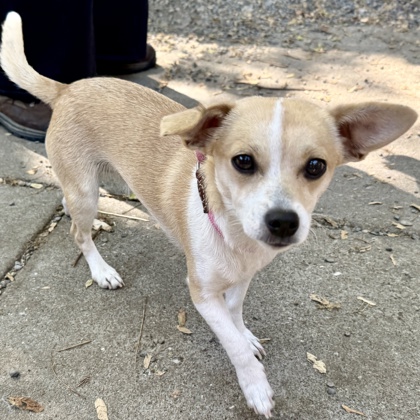 Shelter Stray Female Dog last seen 91st Ave and International Blvd, Oakland,, 1101 29th Ave, Oakland, CA 94601, USA