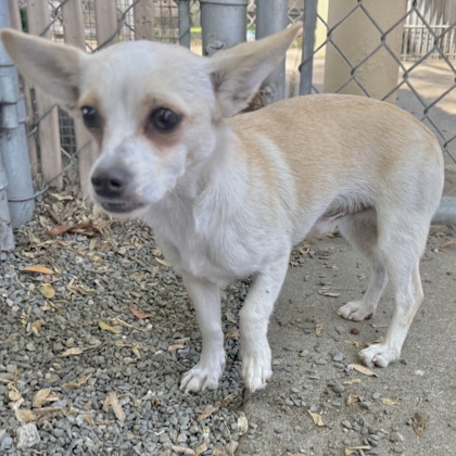 Shelter Stray Male Dog last seen 91st Ave and International Blvd, Oakland,, 1101 29th Ave, Oakland, CA 94601, USA