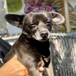 Shelter Stray Male Dog last seen 98th Ave close to McDonald's, Oakland, CA, 1101 29th Ave, Oakland, CA 94601, USA
