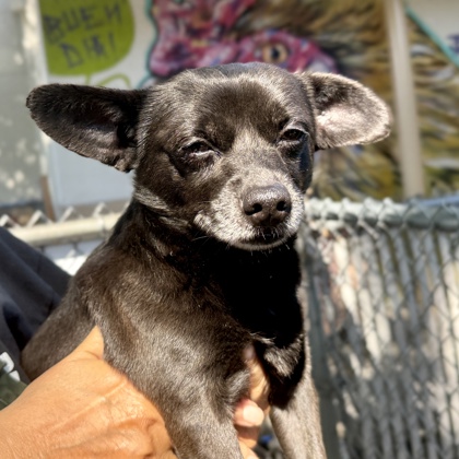 Shelter Stray Male Dog last seen 98th Ave close to McDonald's, Oakland, CA, 1101 29th Ave, Oakland, CA 94601, USA