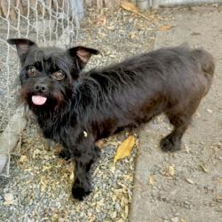 Shelter Stray Male Dog last seen 98th Ave close to McDonald's, Oakland, CA, 1101 29th Ave, Oakland, CA 94601, USA