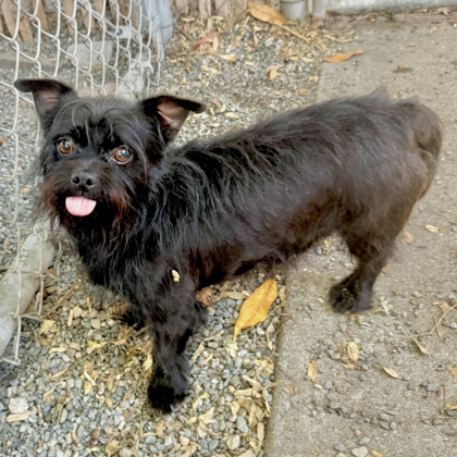Shelter Stray Male Dog last seen 98th Ave close to McDonald's, Oakland, CA, 1101 29th Ave, Oakland, CA 94601, USA