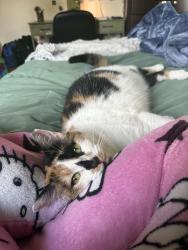 Lost Female Cat last seen Primrose lane, Levittown, PA 19054