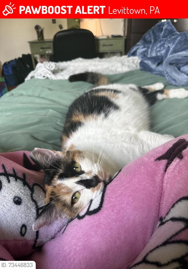 Lost Female Cat last seen Primrose lane, Levittown, PA 19054