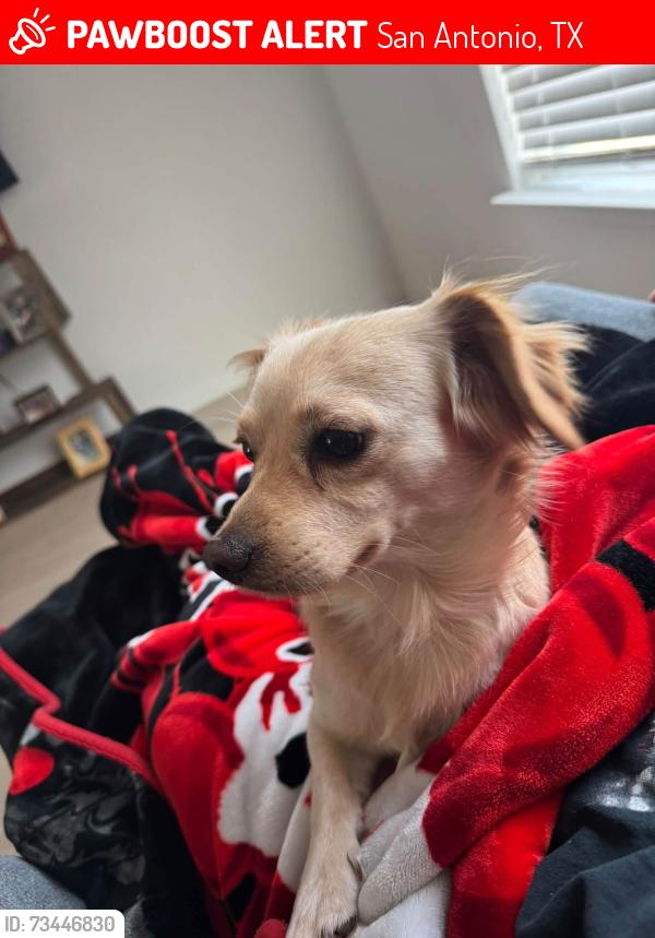 Lost Male Dog last seen Near luckey villa, San Antonio, TX 78252