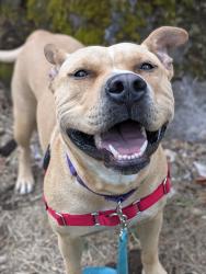 Shelter Stray Female Dog last seen Pier Park, PORTLAND, OR, 97203, 1700 W Historic Columbia River Hwy, Troutdale, OR 97060, USA