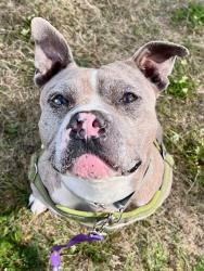 Shelter Stray Male Dog last seen SE 22nd Tibbetts, OR, 1700 W Historic Columbia River Hwy, Troutdale, OR 97060, USA