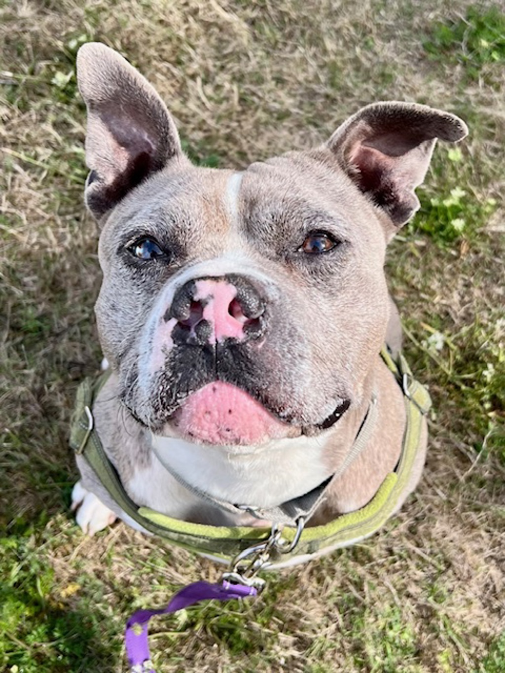Shelter Stray Male Dog last seen SE 22nd Tibbetts, OR, 1700 W Historic Columbia River Hwy, Troutdale, OR 97060, USA
