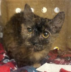 Shelter Stray Female Cat last seen NE 166th ave and NE Wasco st, OR, 1700 W Historic Columbia River Hwy, Troutdale, OR 97060, USA