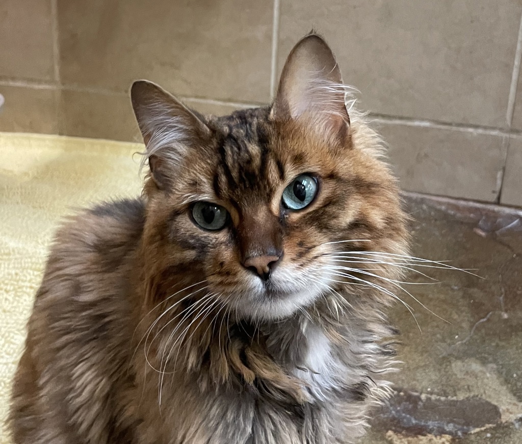 Shelter Stray Female Cat last seen 148th / Marine Drive, PORTLAND, OR, 97220, 1700 W Historic Columbia River Hwy, Troutdale, OR 97060, USA