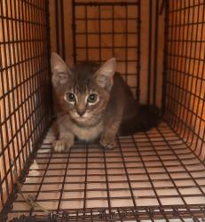 Shelter Stray Female Cat last seen OR, 1700 W Historic Columbia River Hwy, Troutdale, OR 97060, USA
