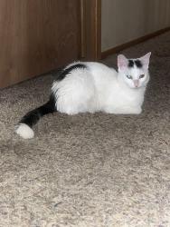 Lost Female Cat last seen Sutton road, Bartlett, IL 60103