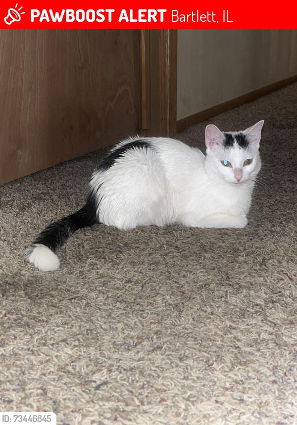 Lost Female Cat last seen Sutton road, Bartlett, IL 60103
