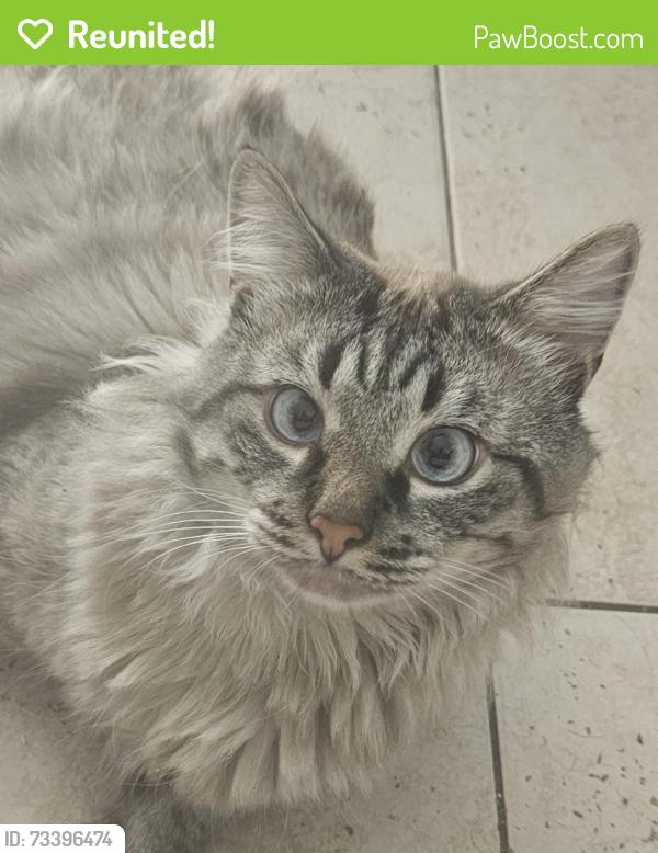 Reunited Male Cat last seen Adams and Meade, San Diego, CA 92116