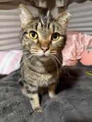 Lost Male Cat last seen Near Stevenson ave, Sacramento, CA 95828