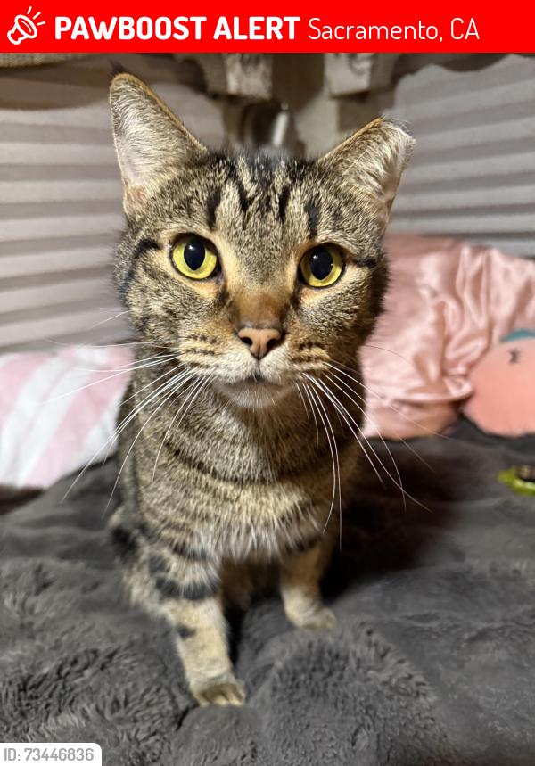 Lost Male Cat last seen Near Stevenson ave, Sacramento, CA 95828