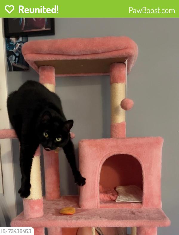 Reunited Female Cat last seen Ebinger/ Milwaukee, Niles, IL 60714