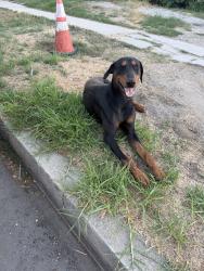 Found/Stray Male Dog last seen Weidner Street, Los Angeles, CA 91331