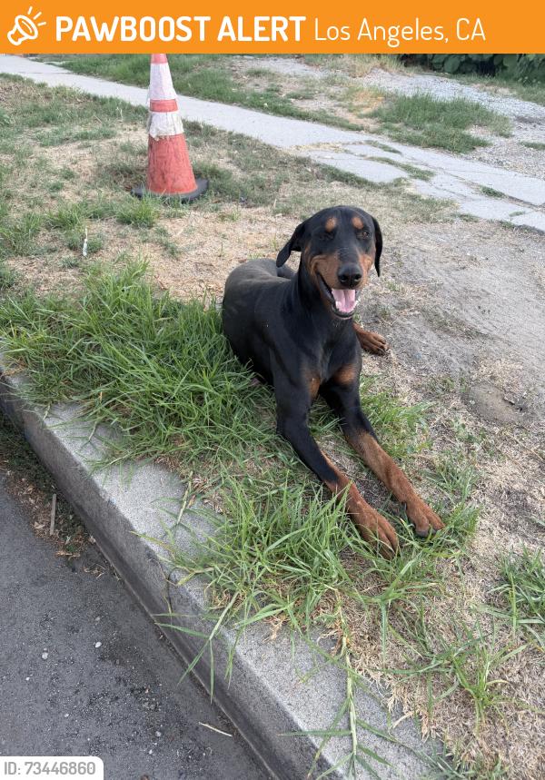 Found/Stray Male Dog last seen Weidner Street, Los Angeles, CA 91331