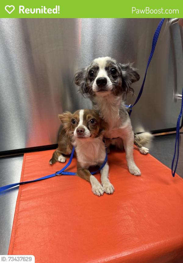 Reunited Male Dog last seen Between Gilbert and Lindsay on university, Mesa, AZ 85213