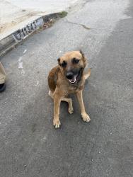 Found/Stray Female Dog last seen Weidner Street, Los Angeles, CA 91331